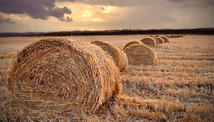 Le bail rural verbal : valable mais difficile à prouver