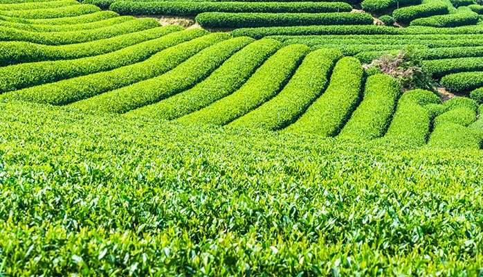 Réserve foncière : concession temporaire de terres agricoles